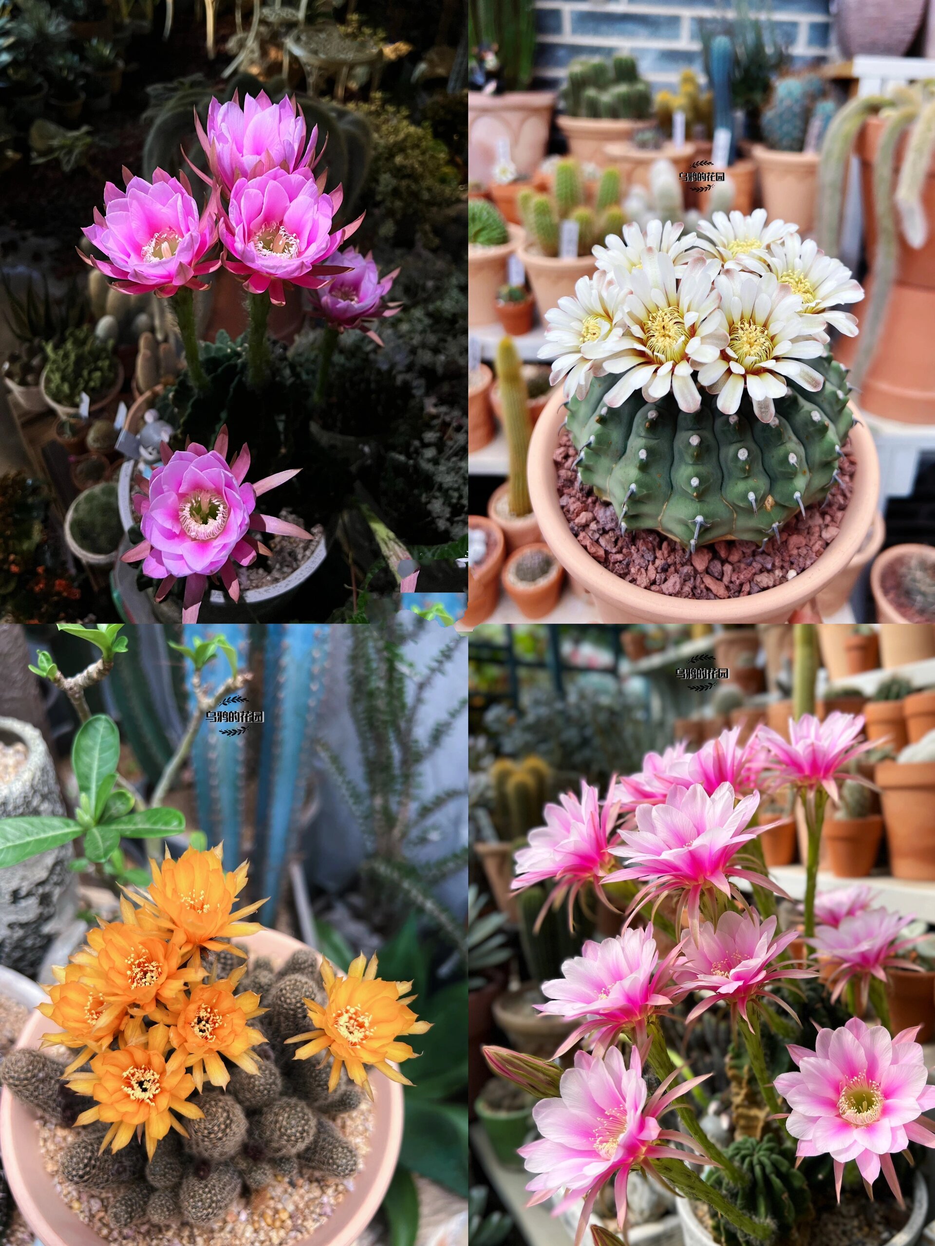 天气热就到了它们的花期了,每年都开,持续整个夏天!