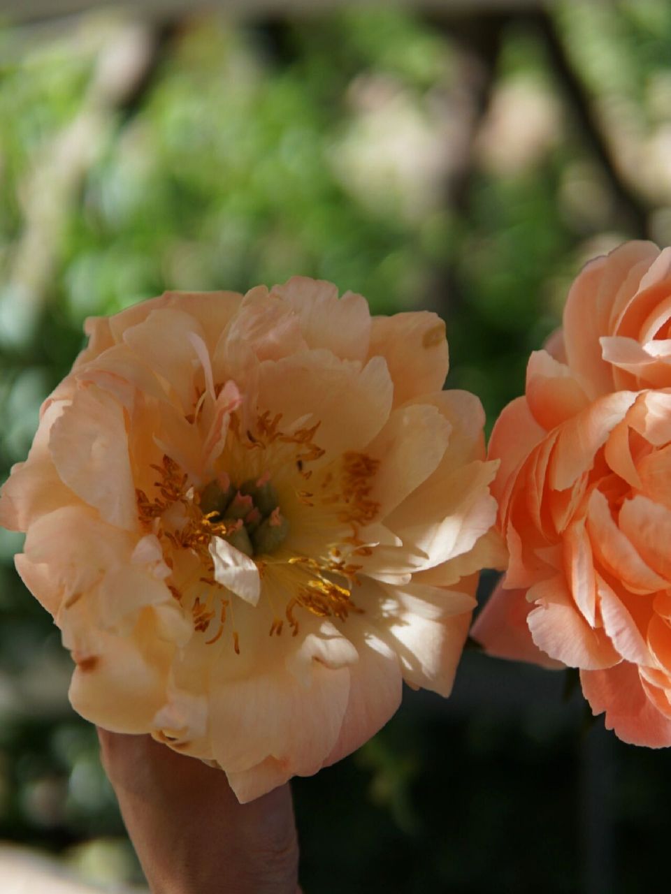 魅力珊瑚和落日珊瑚的区别 以图为证 同等规格大小的比较 市面上的