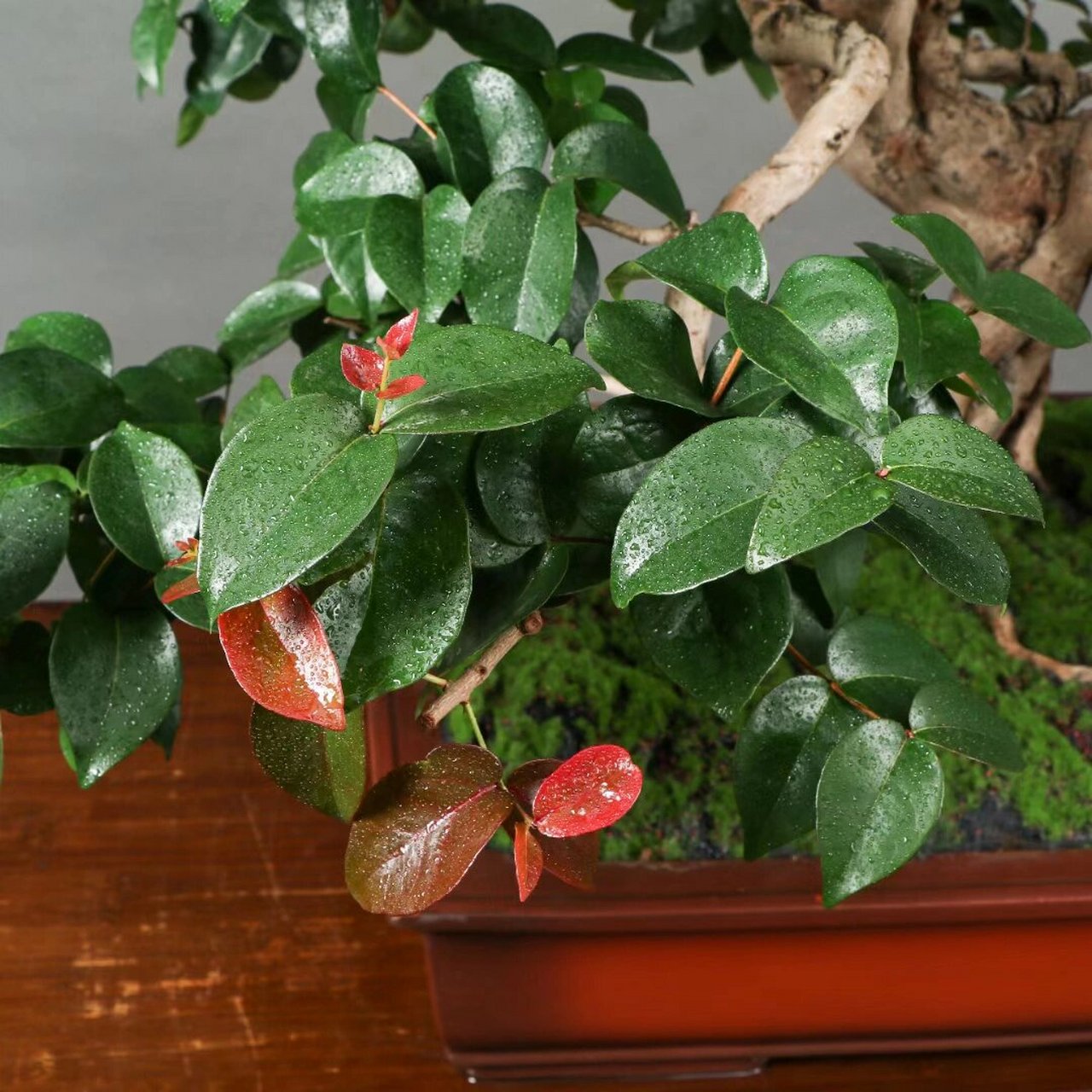 巴西红果 大满冠,原生老桩巴西红果盆景