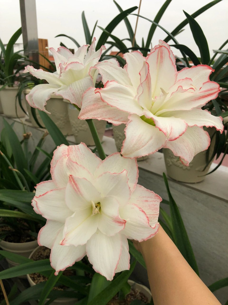 朱顶红,曦荷,非常仙,花如其名 作者非常喜欢的一个品种,虽然不是什么