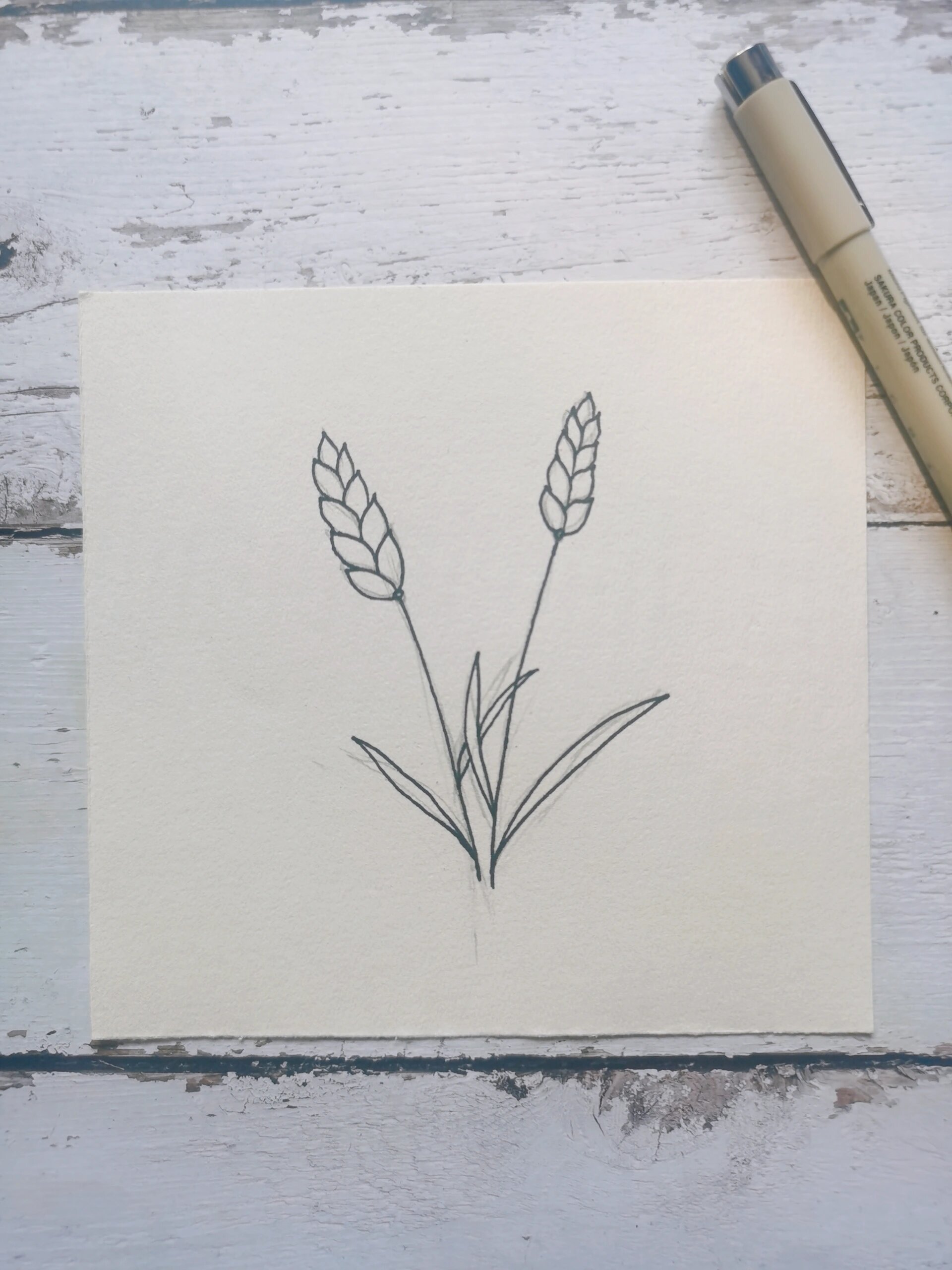 简笔画麦穗