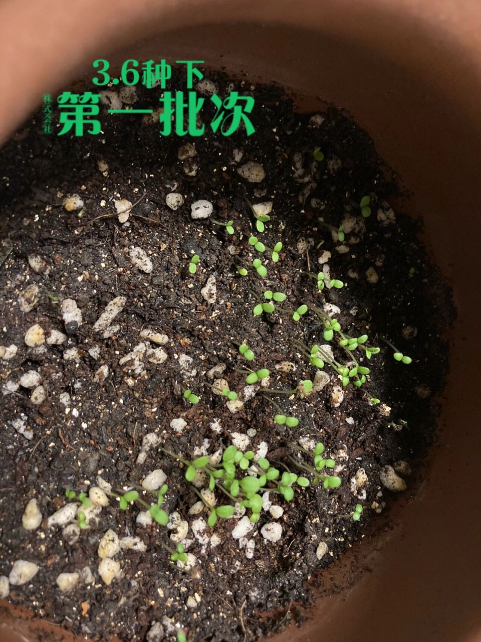 洋甘菊种植 以为第一次洋甘菊种子发芽失败  种了第二批次 记录一下