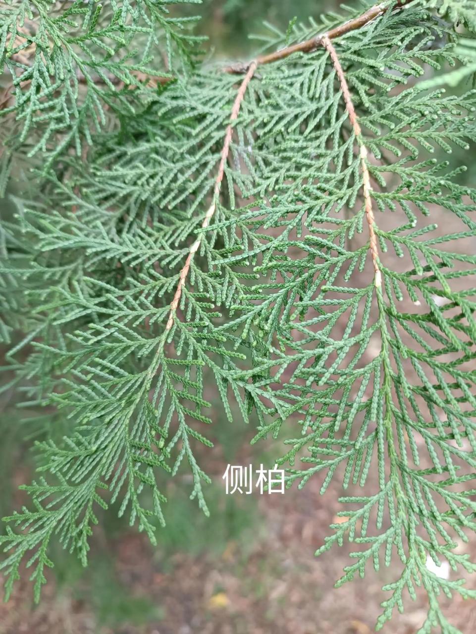 侧柏vs龙柏