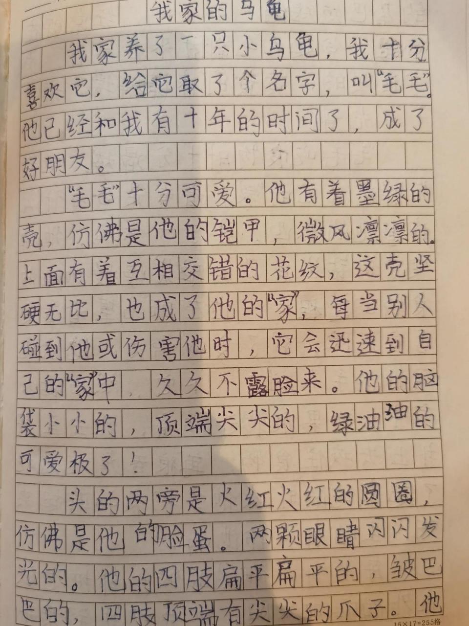 观察日记小乌龟400字四年级(观察日记小乌龟400字四年级上册)