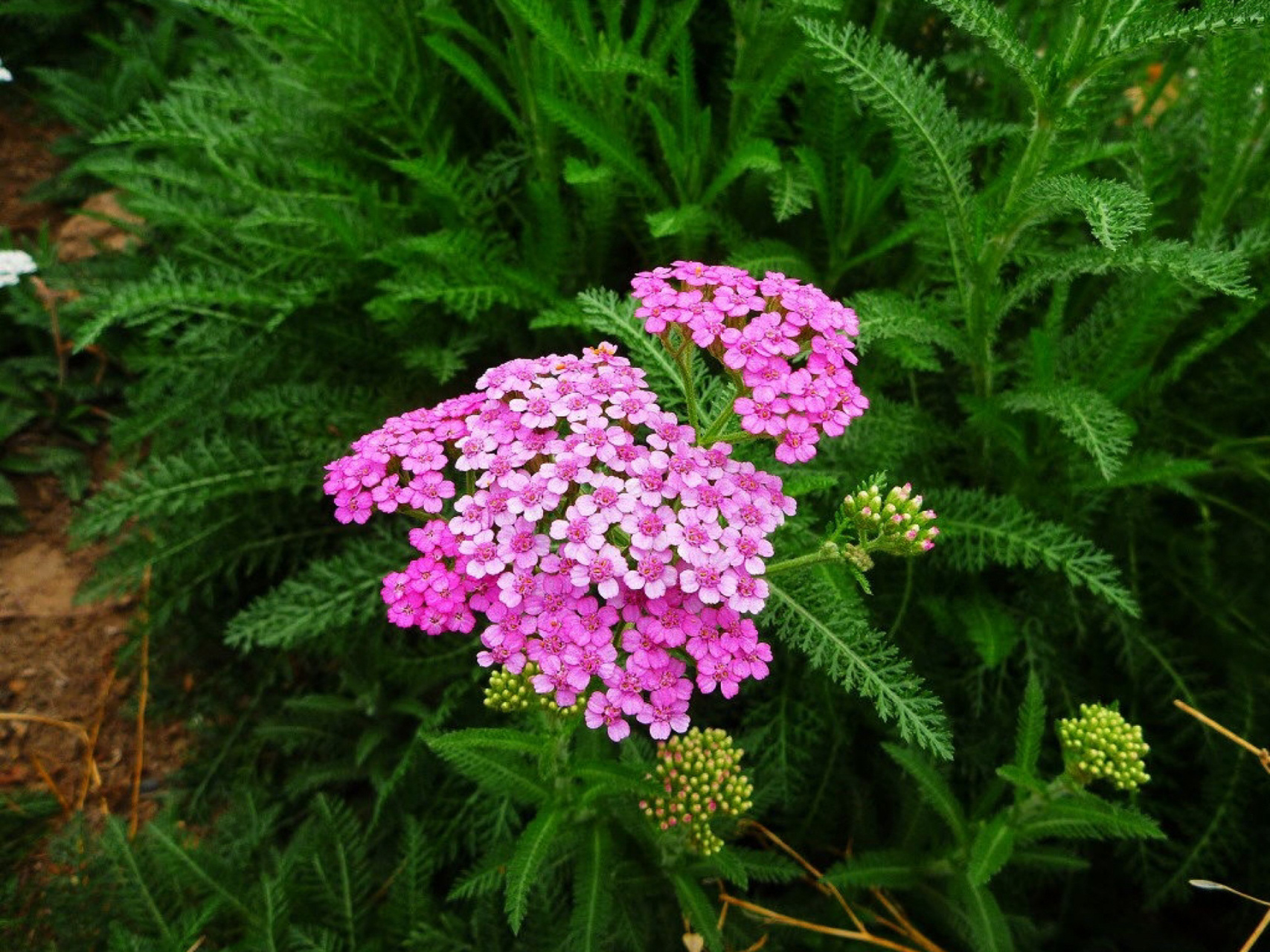 每日一花|蓍草 蓍草:菊科,蓍属植物多年生草本,全草供药用.