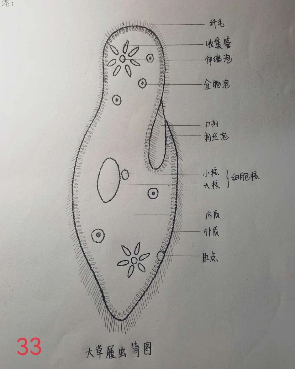 动物细胞图手绘图图片