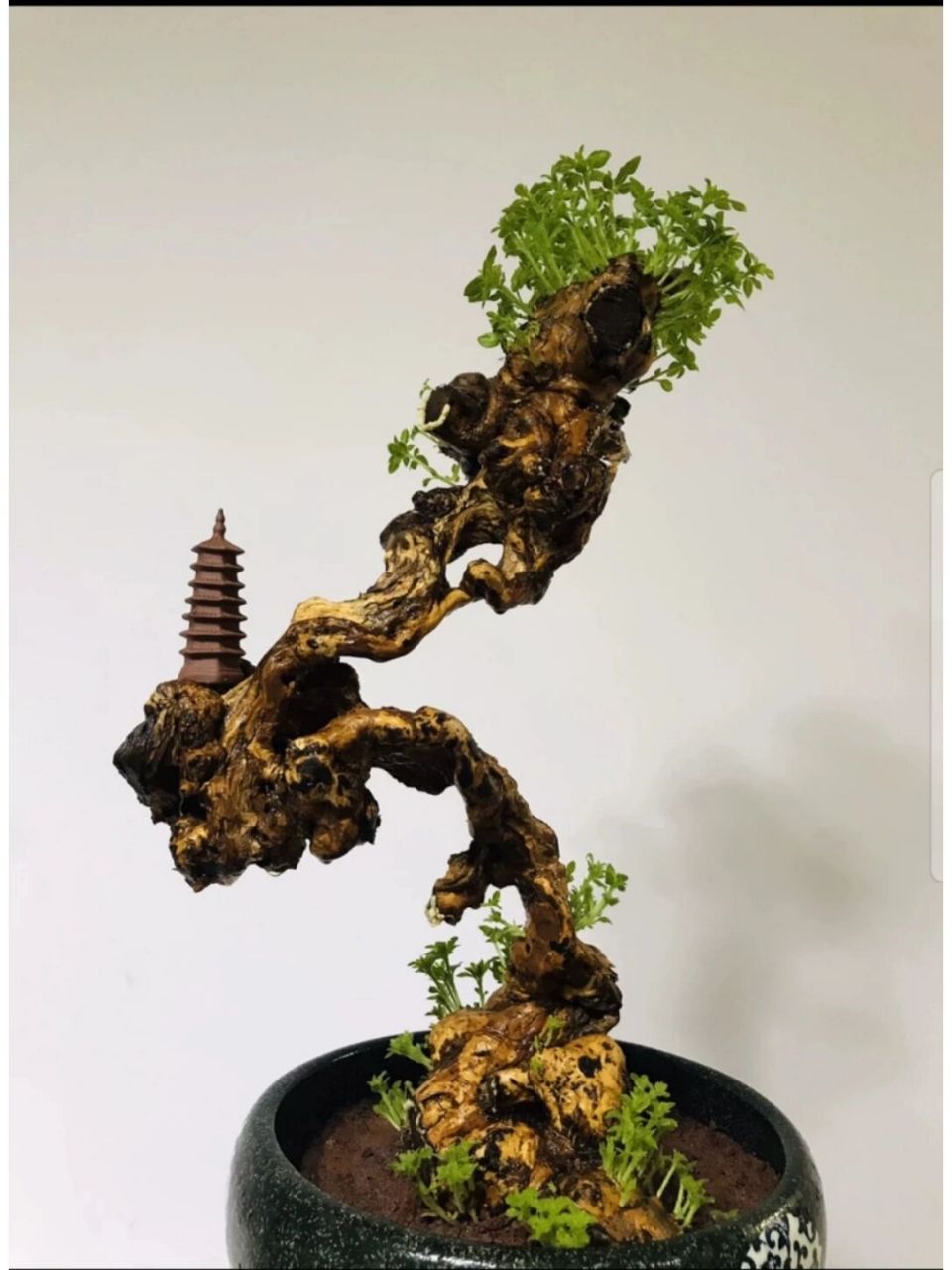 黄荆 黄荆盆景舍利镂空碳化老桩,尺寸大小见图,高度51厘米盆土上,根盘