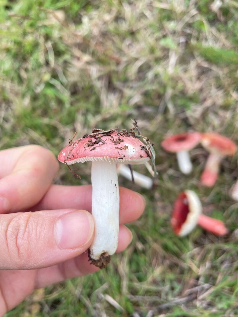 云南野生菌,大红菇,白色的杆是大红菇吗?