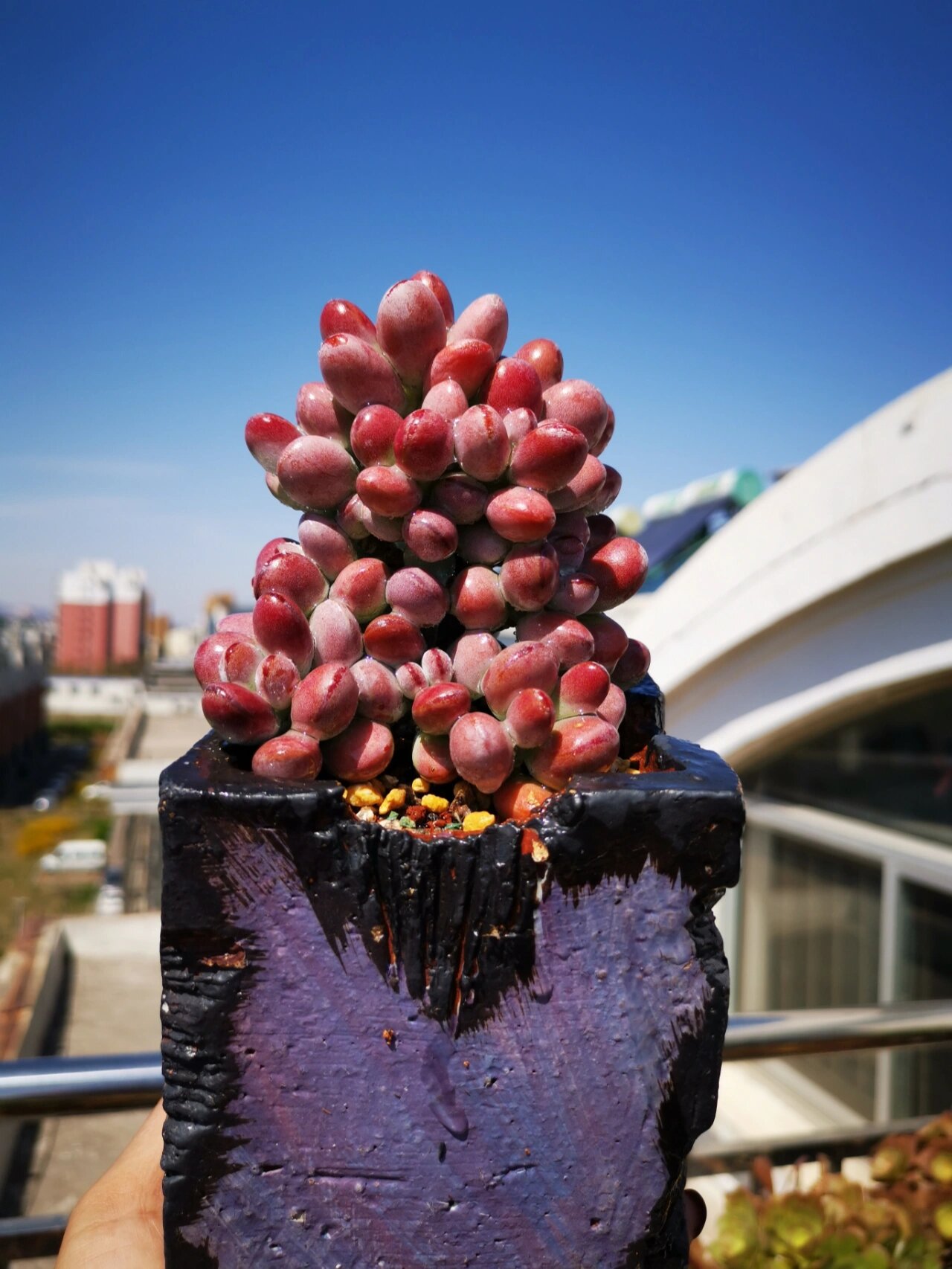 认识多肉的第52天——乒乓福娘 乒乓福娘,又叫做胖叶福娘,景天科银波