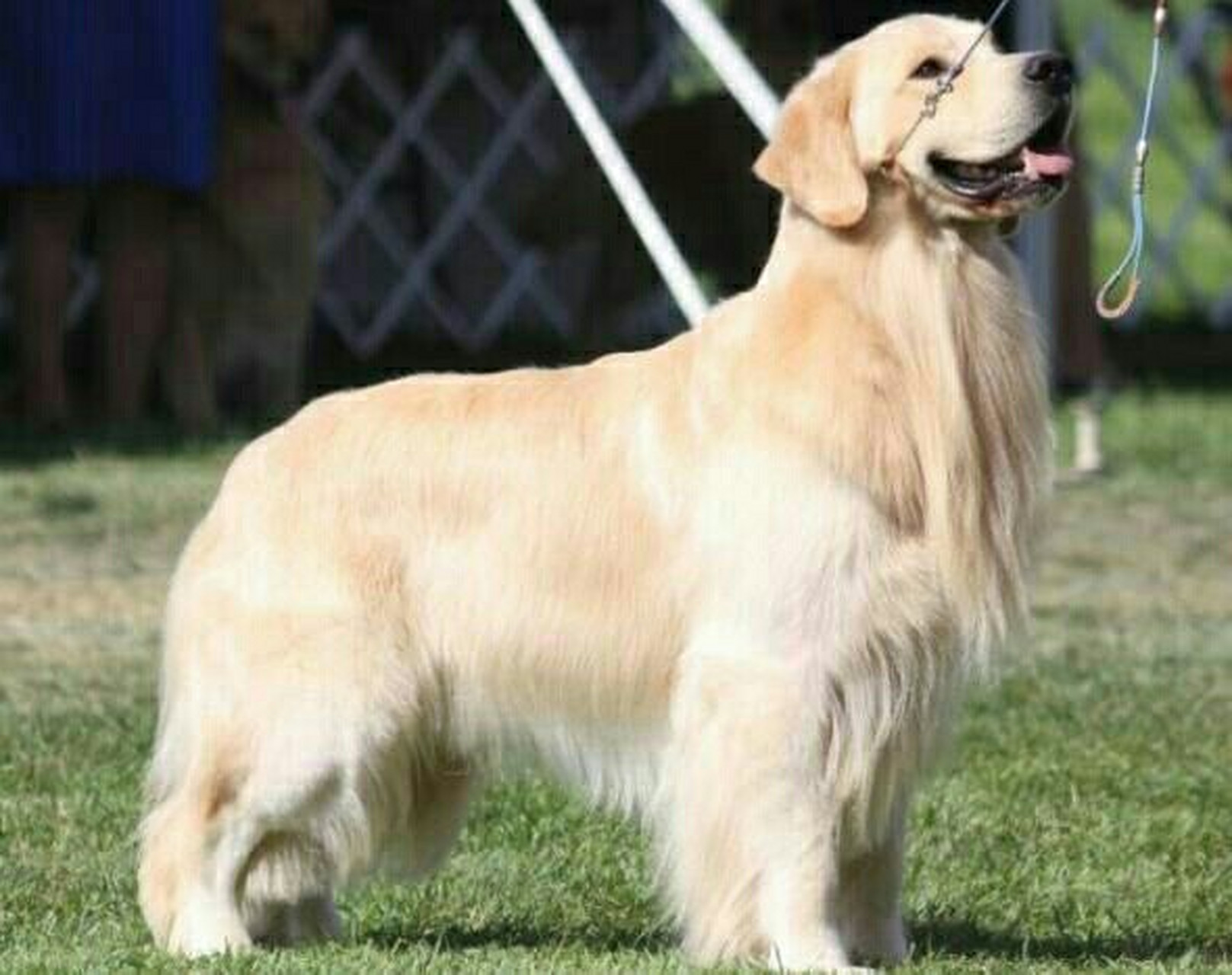 你知道金毛英系和美系的区别吗 根据评定的品种标准不同,金毛寻回猎犬