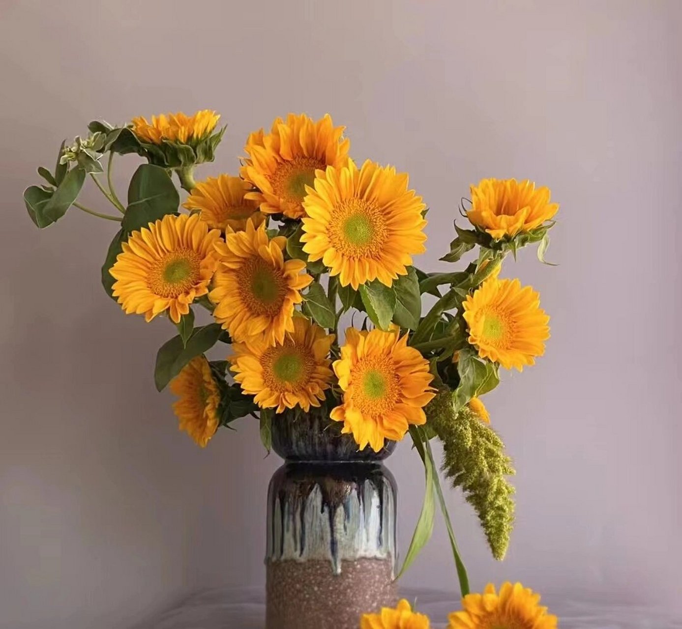 每日识花|绿心向日葵 绿心向日葵 浅绿色的芯,金黄色的花瓣,可爱又