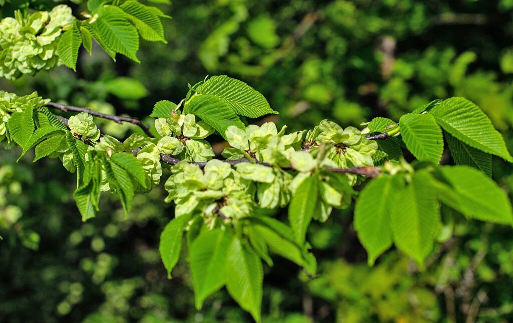 91植物学习1499-榆树 榆树 	 树高可达25米,树干粗壮,表面粗糙