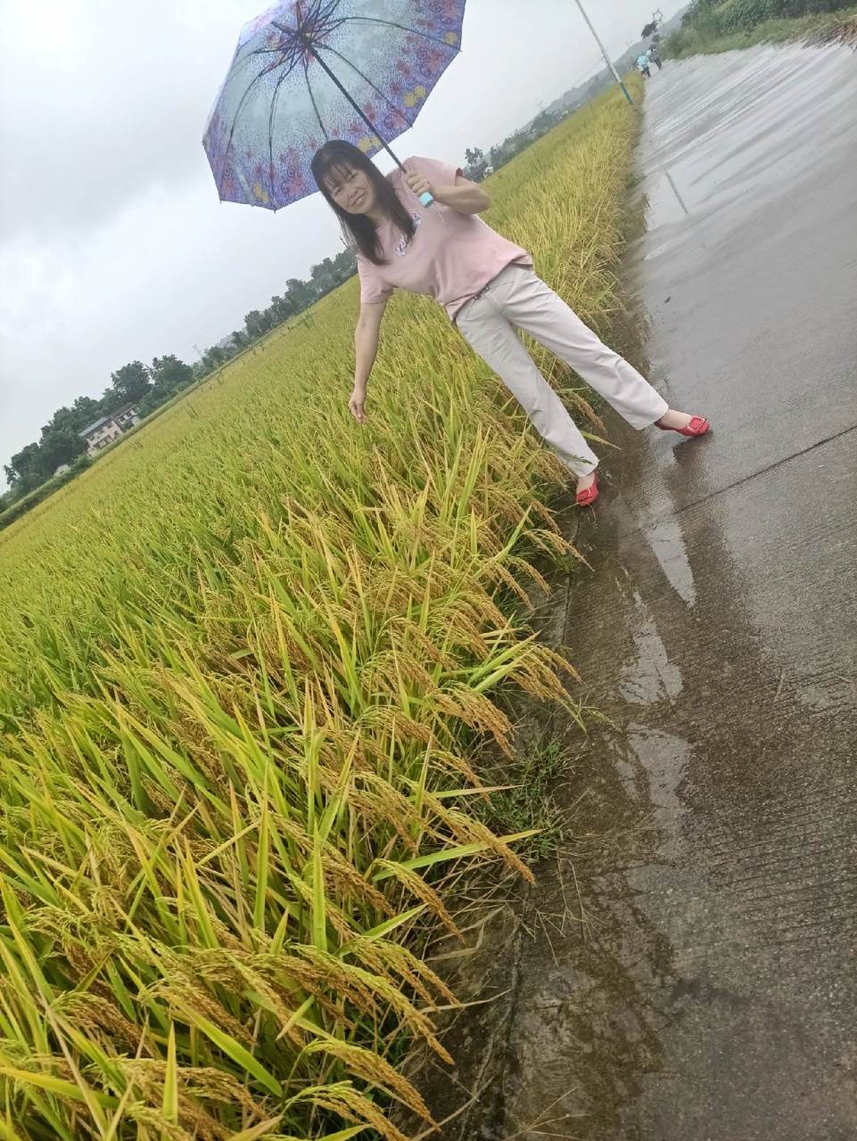 天泰优808水稻种,产量高,米好吃,抗病力强