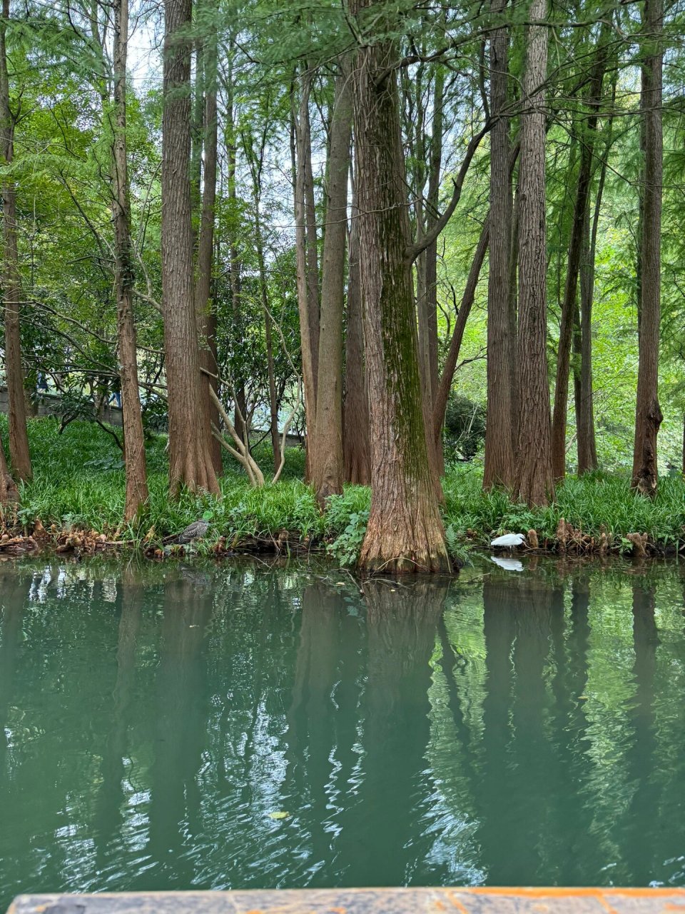 杭州乌龟潭坐船攻略 乌龟潭是近几年火的线 我们坐的应该是手摇船300
