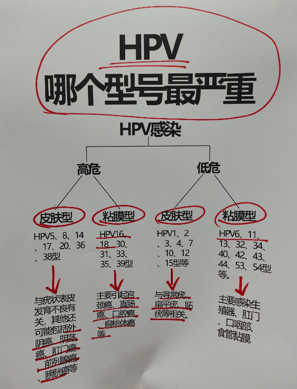hpv阳性意味着宫颈感染了人乳头瘤病毒