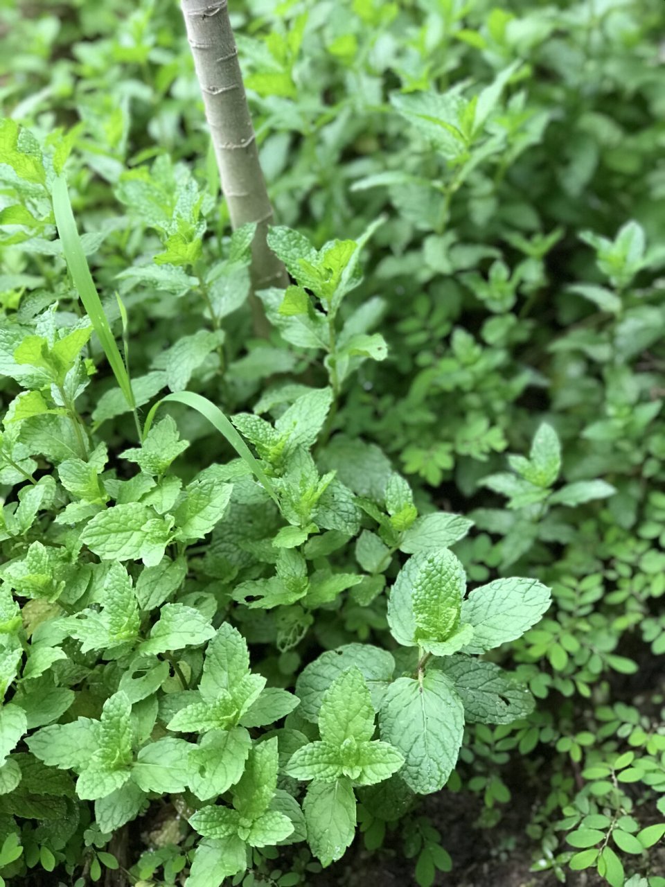 香花菜与薄荷的图片图片