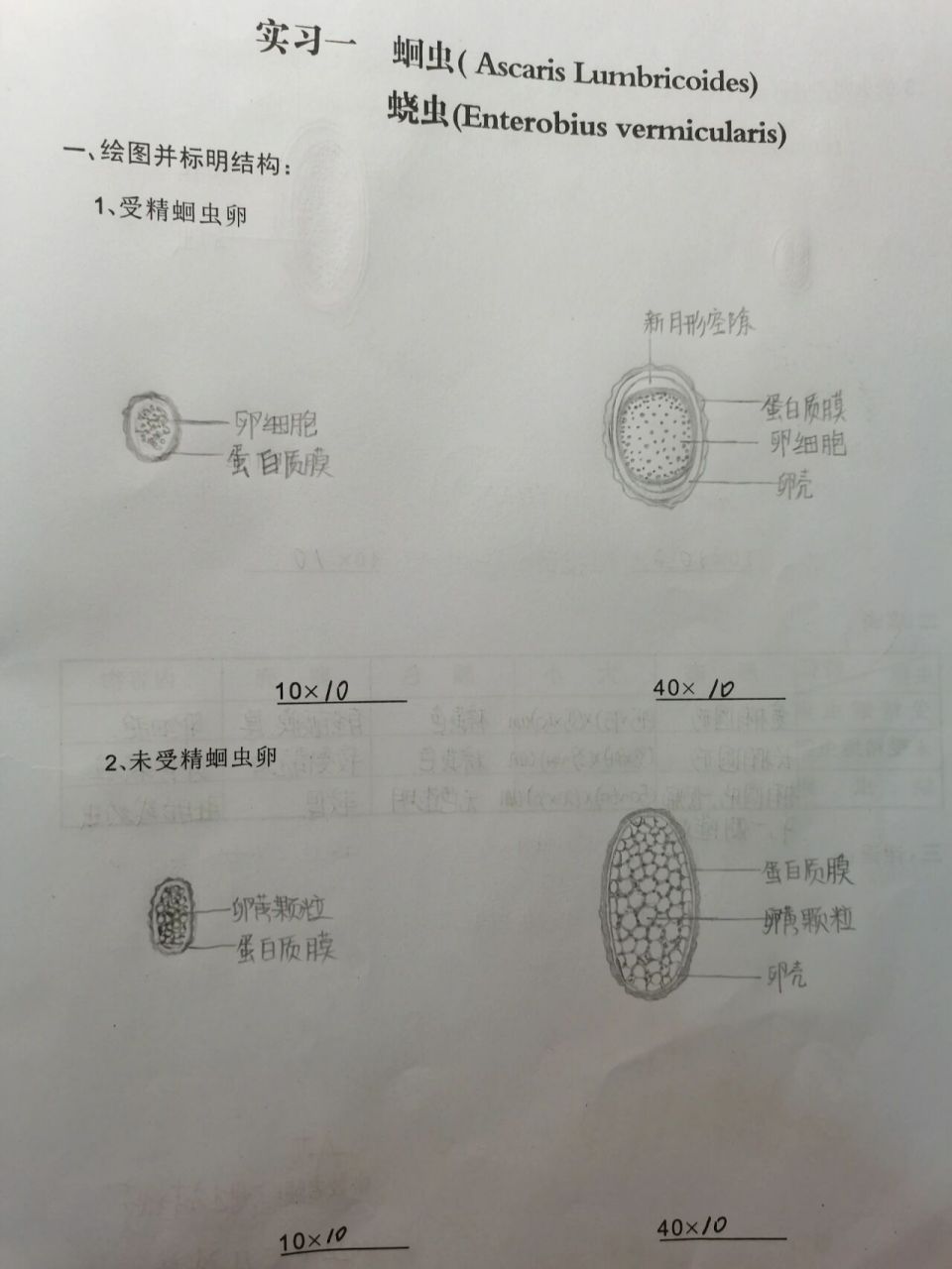 蛔虫卵和蛲虫卵 寄生虫卵手绘图 附上显微镜下找的虫卵