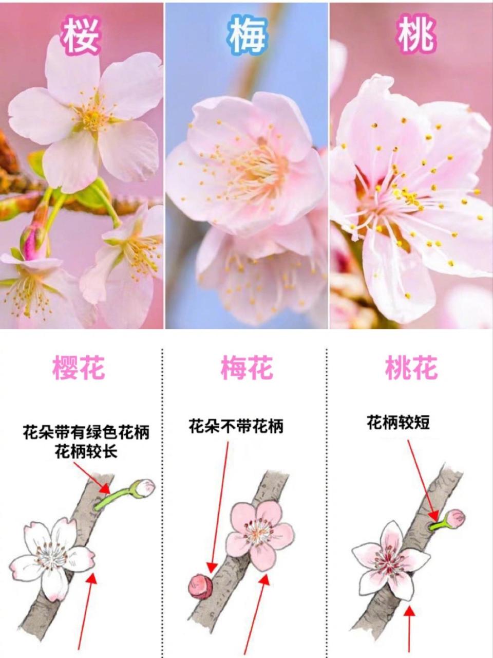 一张图快速识别春天的樱花梅花桃花 乱花渐欲迷人眼