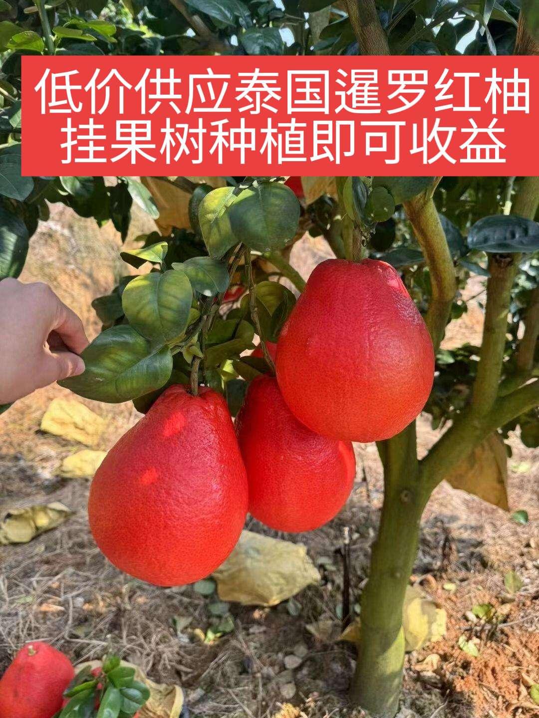 红柚中的爱马仕,红红火火又香又好看的泰国暹罗红柚苗来了!
