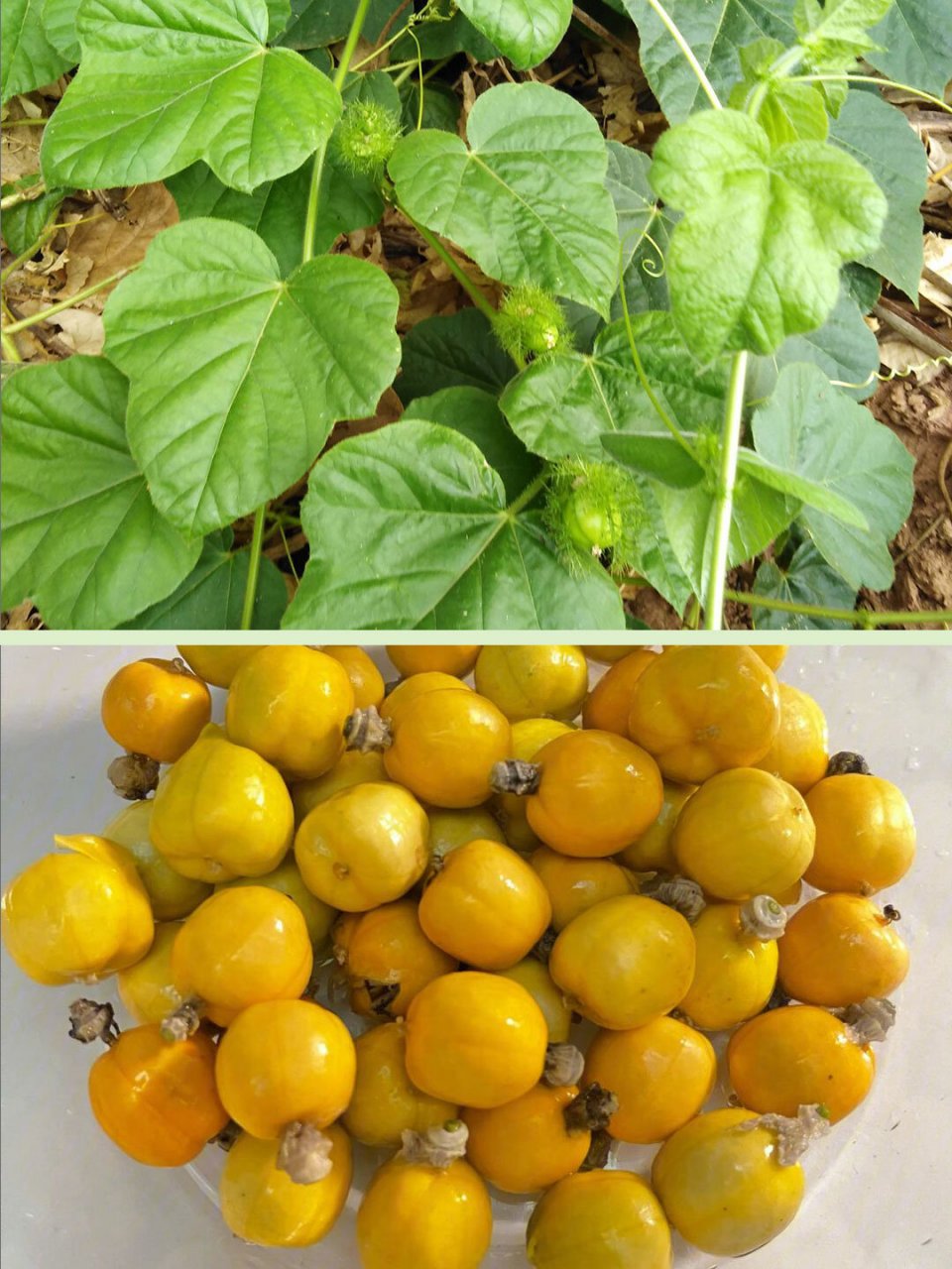 野果055 | 龙珠果,穿蕾丝的甜果果 ⚠️ 【警惕成分】无 【采收