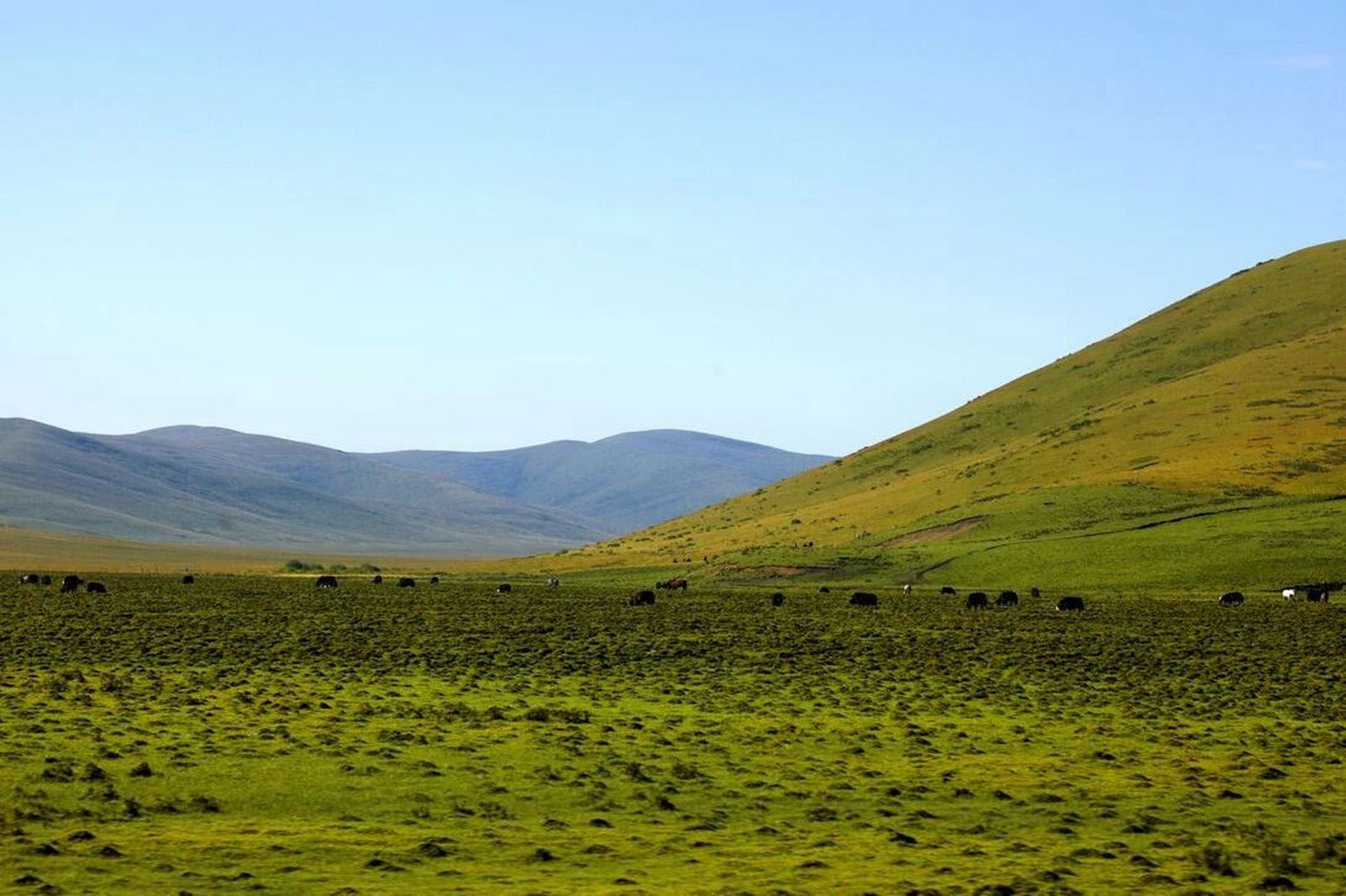 满眼皆是绿意|四川镰刀坝大草原 🌳🌳🌳 看惯了城市繁华,看惯了