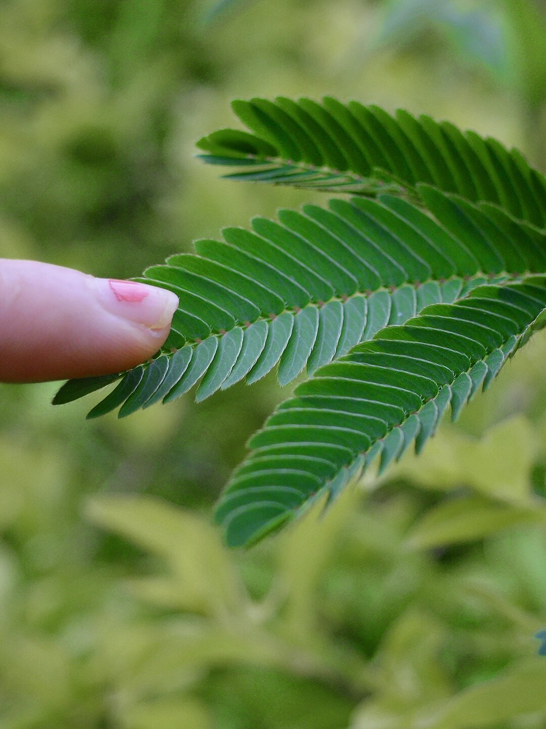 含羞草叶子的样子图片