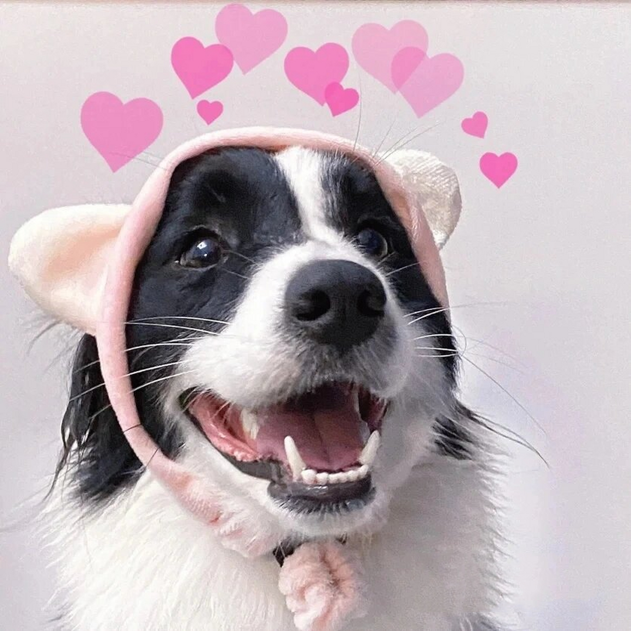 可爱的边牧头像93 快拿吧