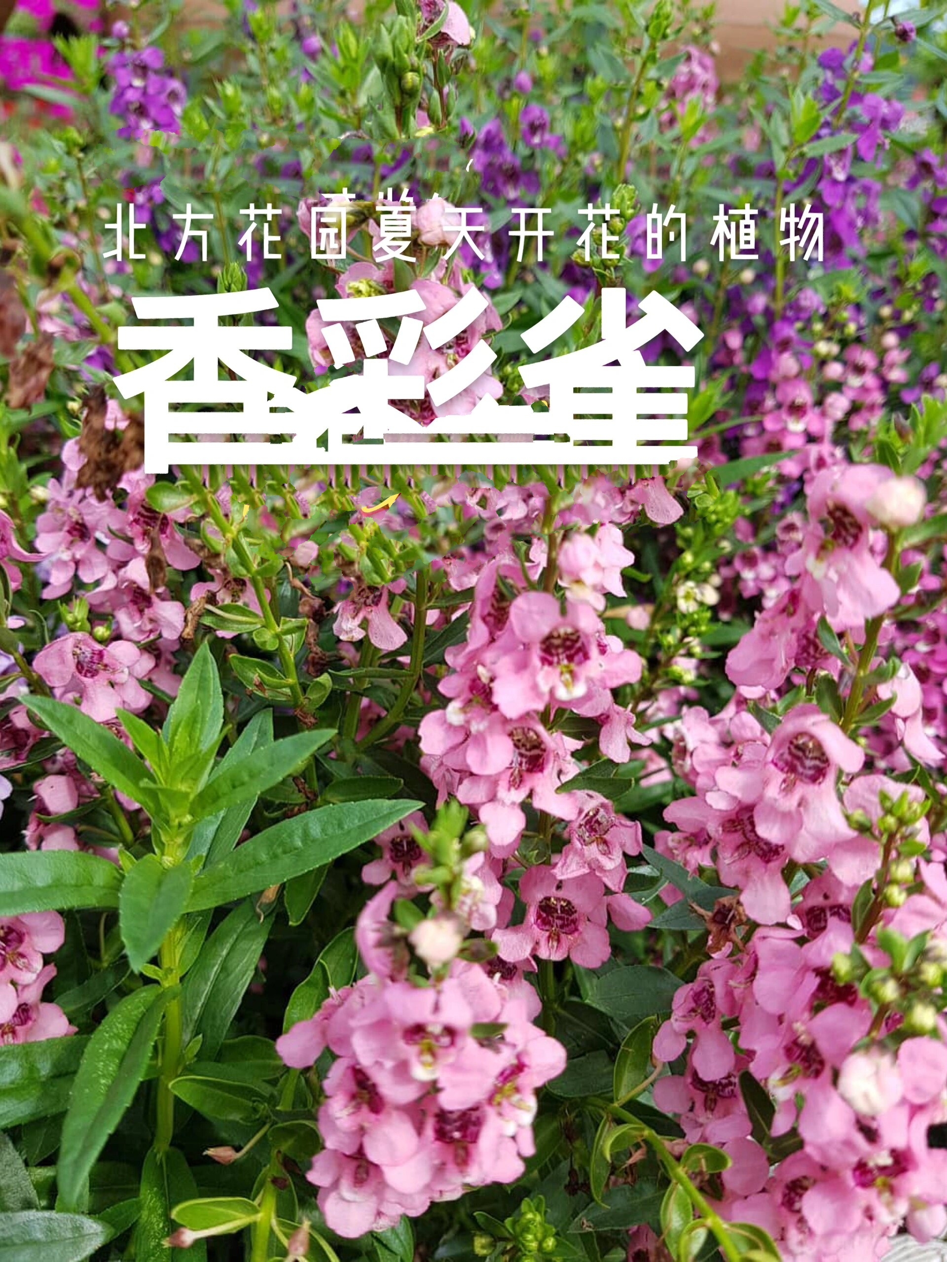 北方花园夏天开花植物 香彩雀