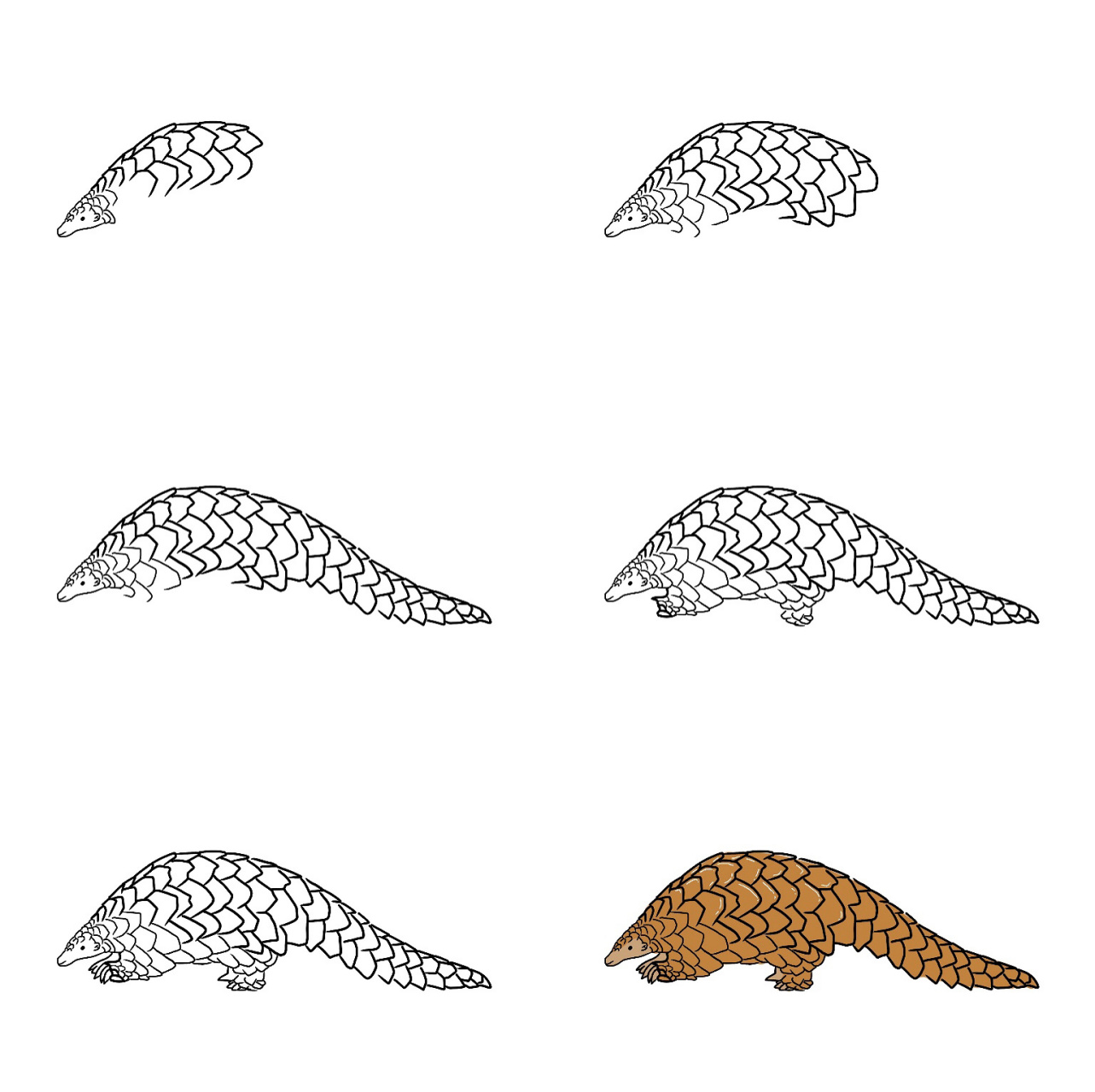 动物系列——穿山甲