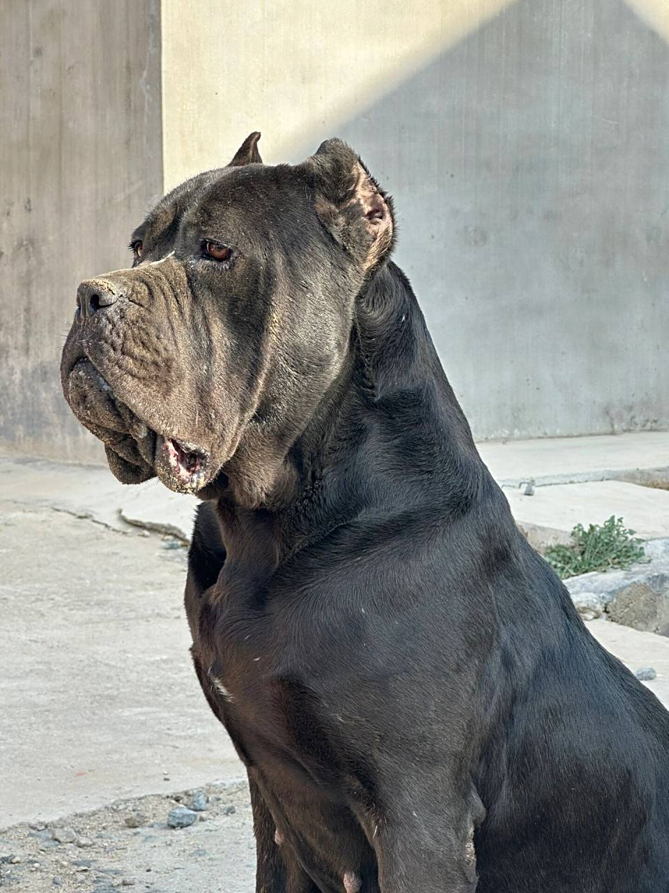 卡斯罗犬 真漂亮啊 她的孩子还有两公两母 包裁耳断尾疫苗