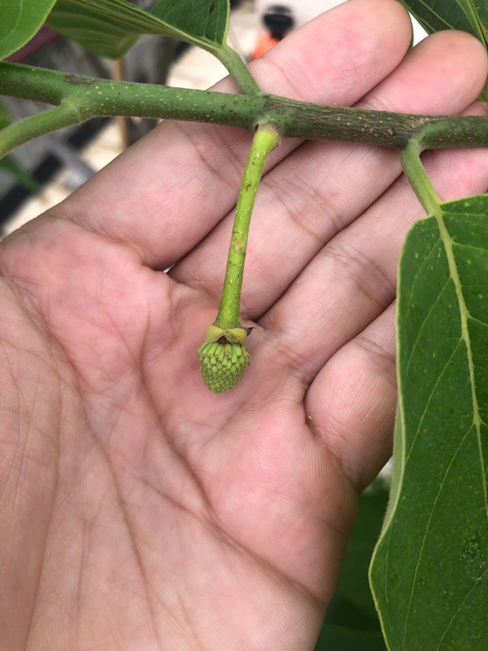 释迦果的花朵图片图片