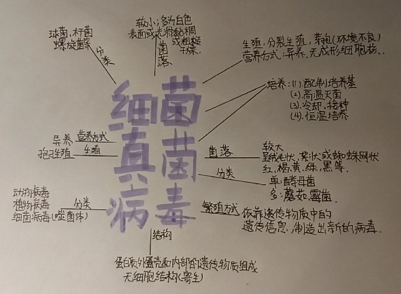 细菌与真菌的手抄报图片