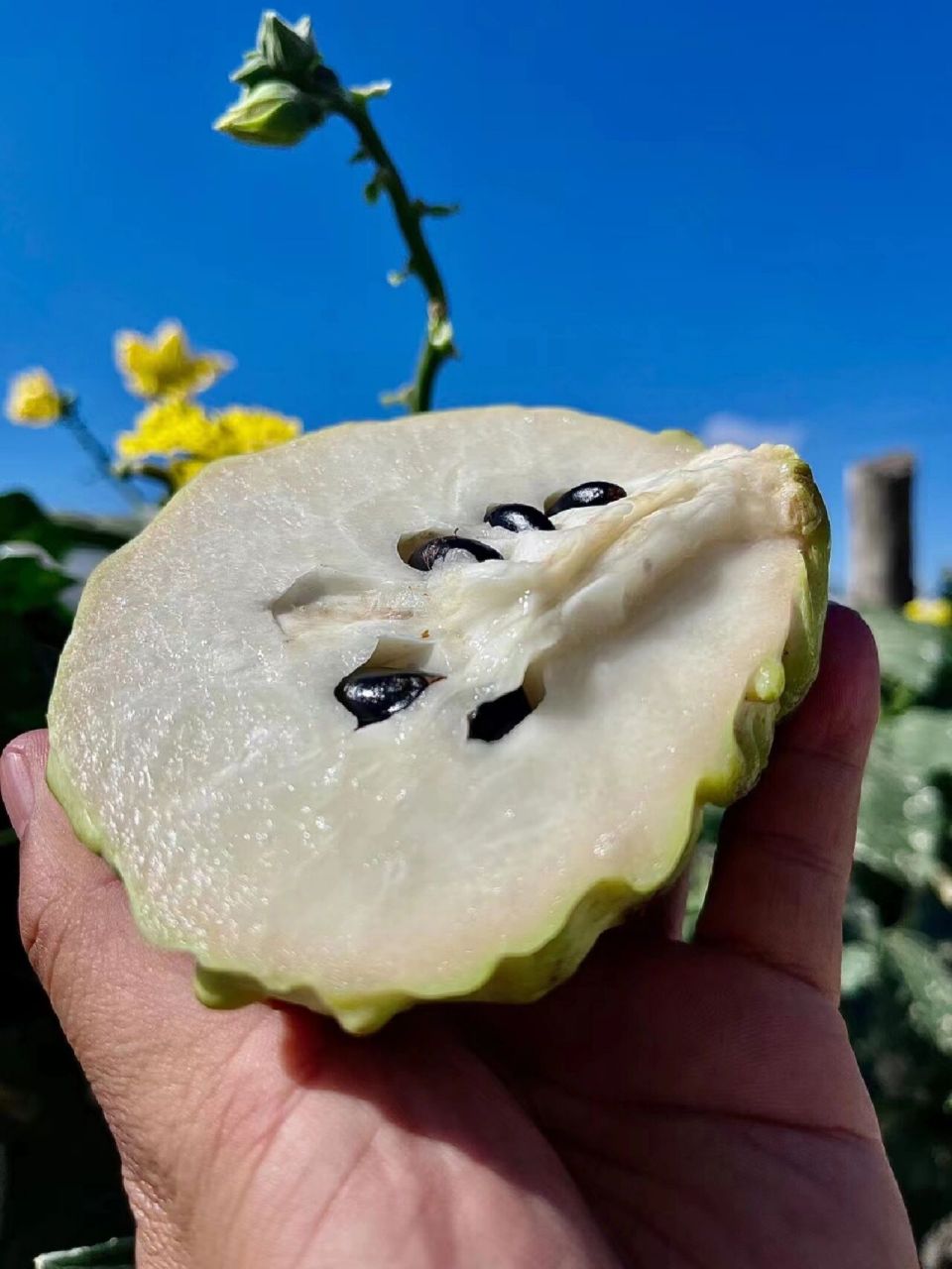 云南释迦果(产地直发)  一 产地简介:云南大理宾川县地理位置得天独厚