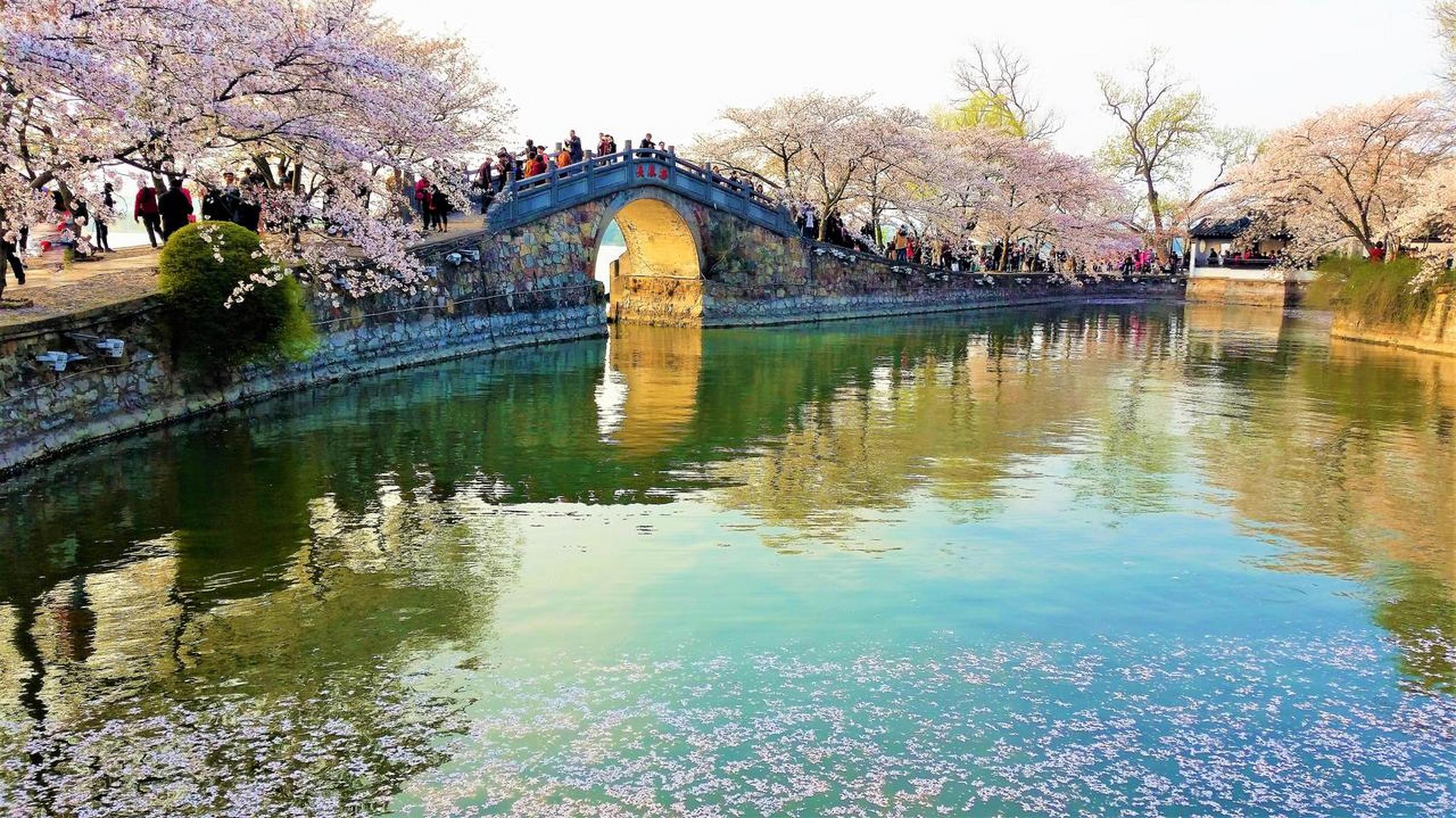 长春桥是无锡鼋头渚樱花最精华的地方.