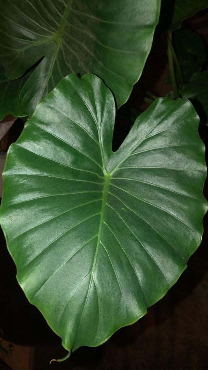 叶尖】  这一植物界中的奇妙构造,在热带雨林那湿润而又神秘的环境中