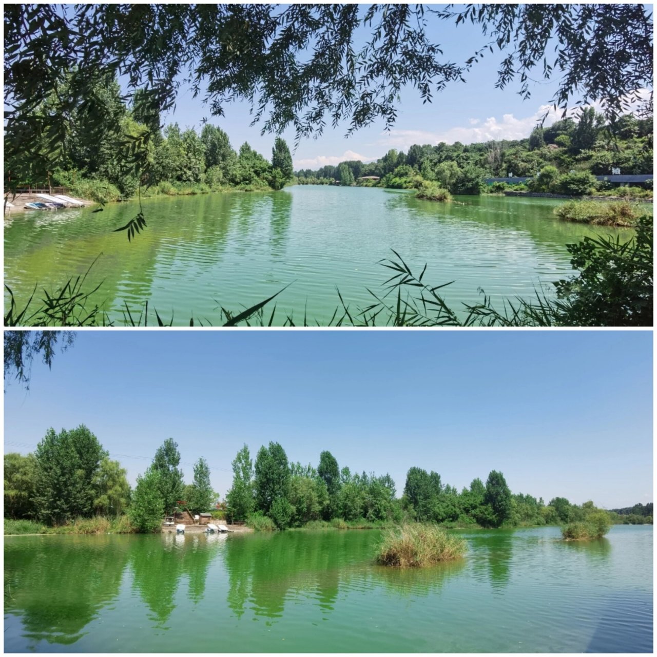 百里画廊千亩荷 97【地址】千亩荷塘位于陕西省宝鸡市眉县金渠镇