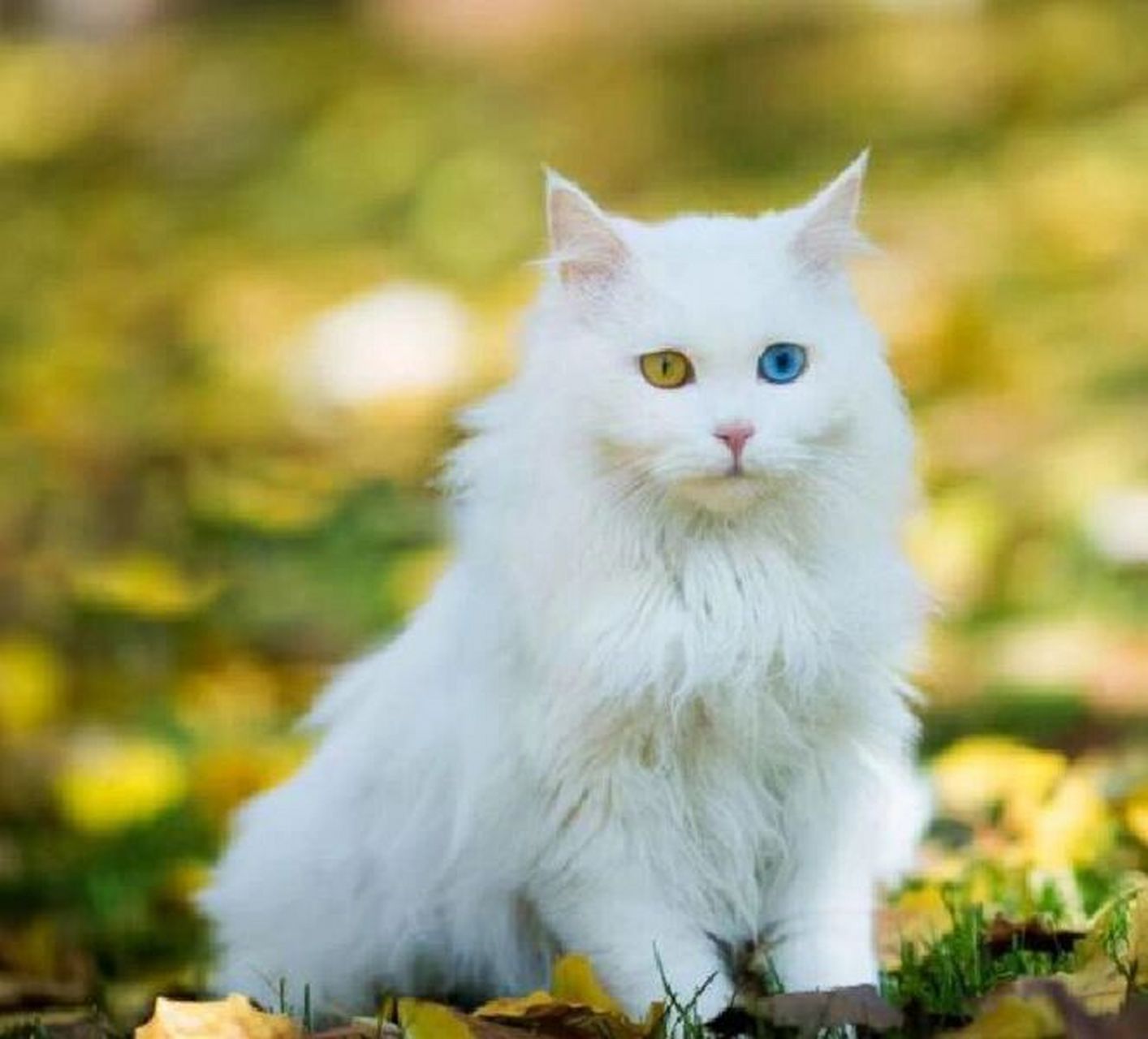 中华田园猫|狮子猫的优点和缺点～ 狮子猫是中华田园猫里的"颜值代表"