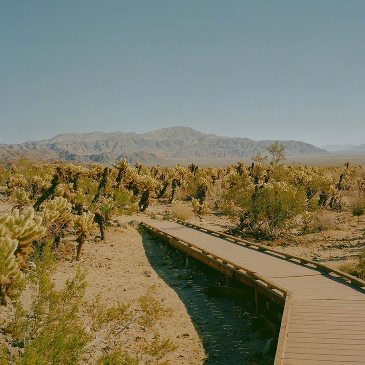 欢迎来到约书亚树国家公园#不止旅行# #旅行摄影#   (via.ins.