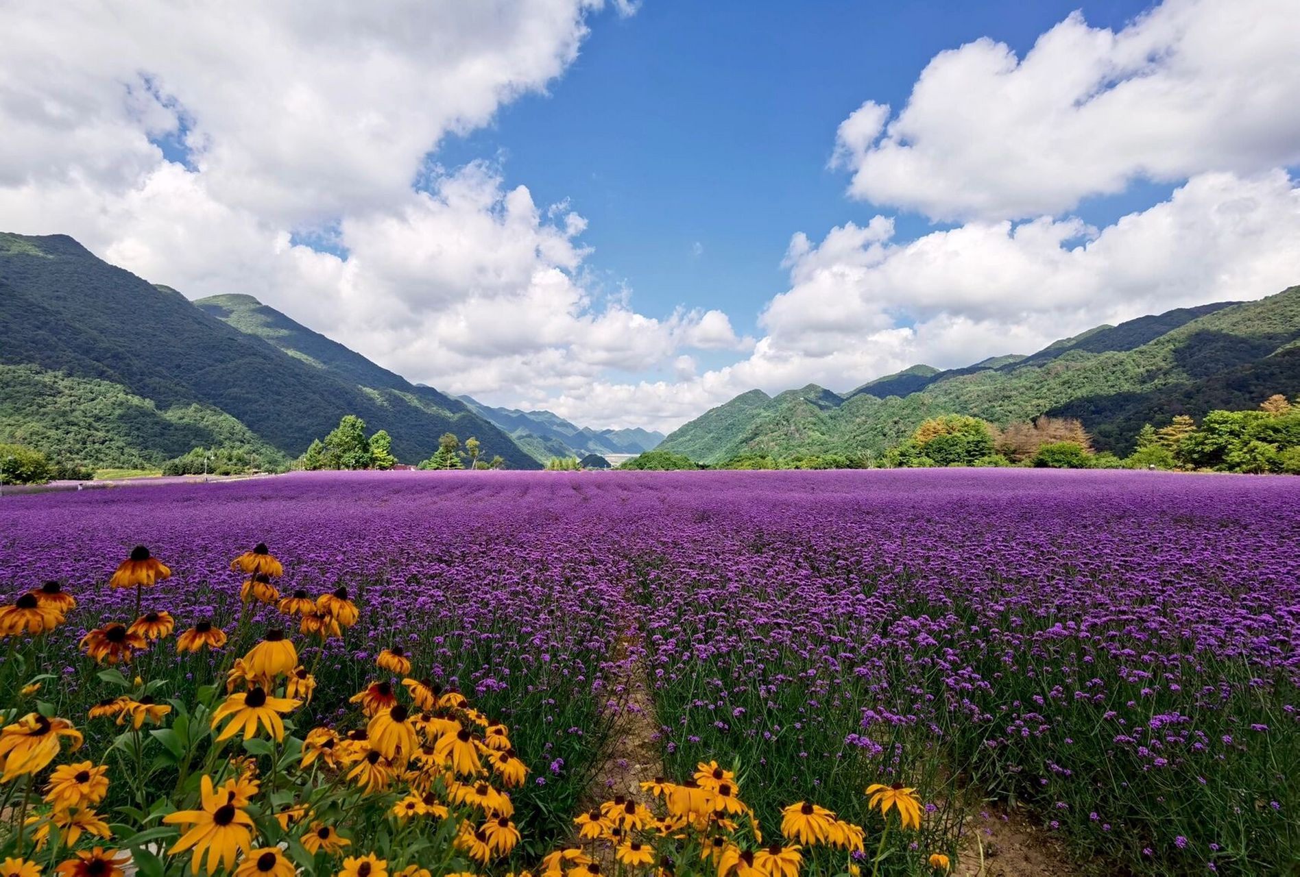 红池坝花海图片