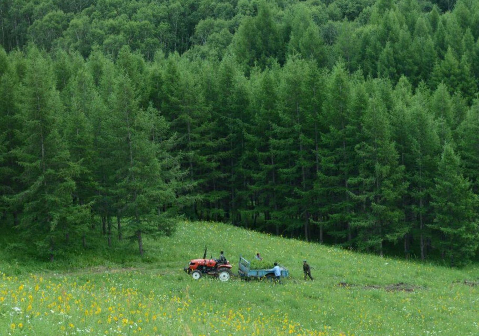 自驾解锁承德塞罕坝林场,感受草原上的风 塞罕坝机械林场是中国北方最