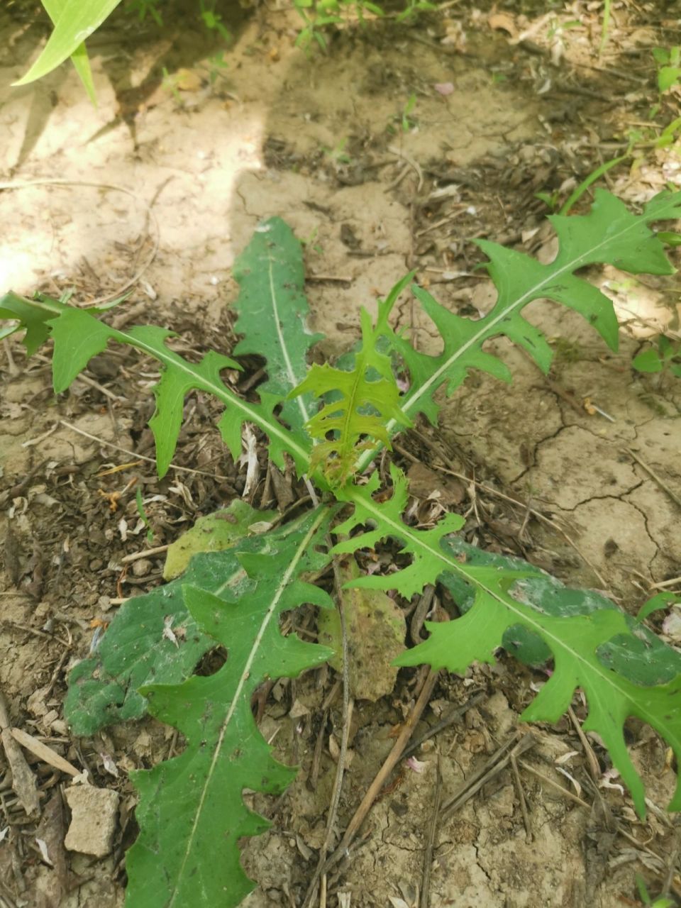 蒲公英如何分辨|清热解毒抗菌神器 我今天上午在路边找蒲公英 发现了