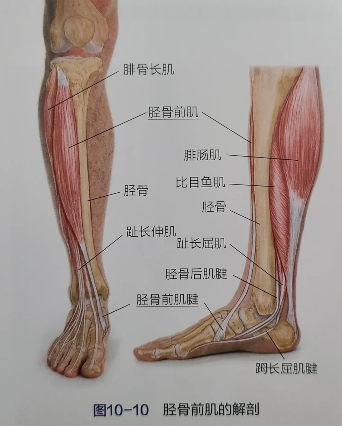胫前肌也叫胫骨前肌,是一块三角形的长肌