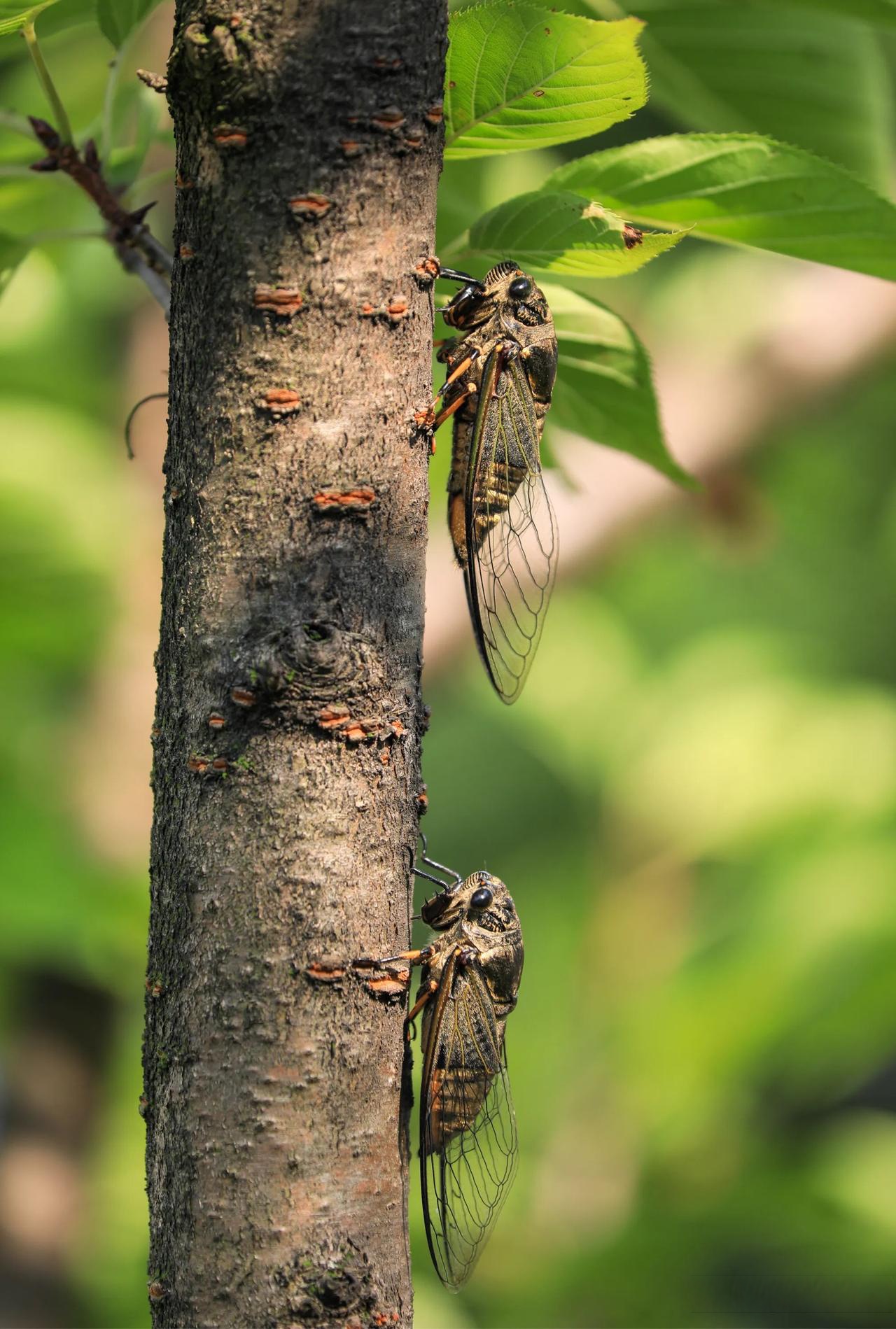 上联:一场春风拂绿柳,求下联