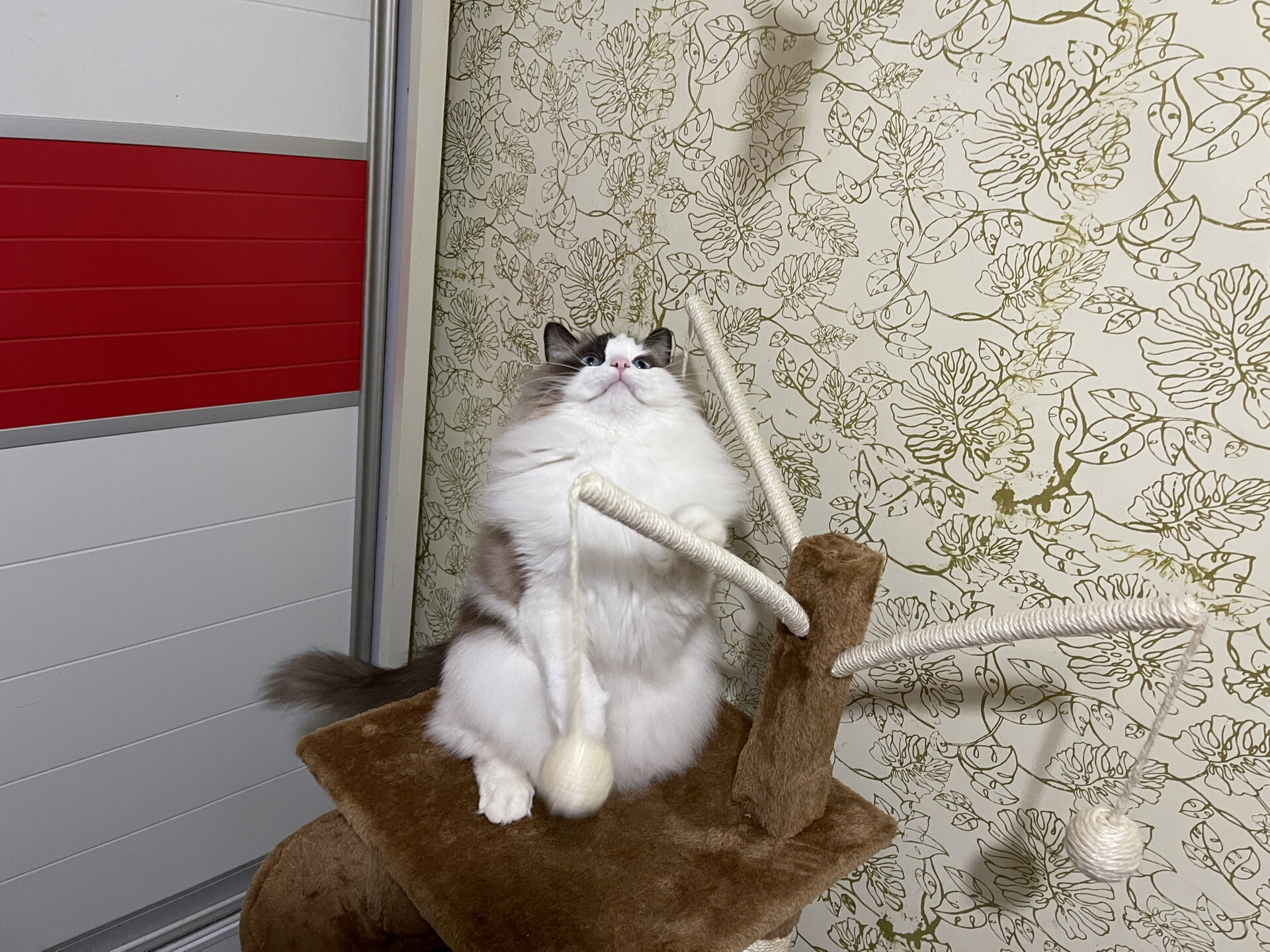 开脸不对称的布偶猫~谁说不可爱呢 男朋友的一只92名字叫左左 一只