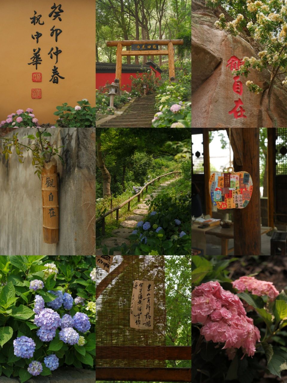 金龙寺|泸州的"仙境" 赶着晴天去看了金龙寺的绣球,不虚此行!