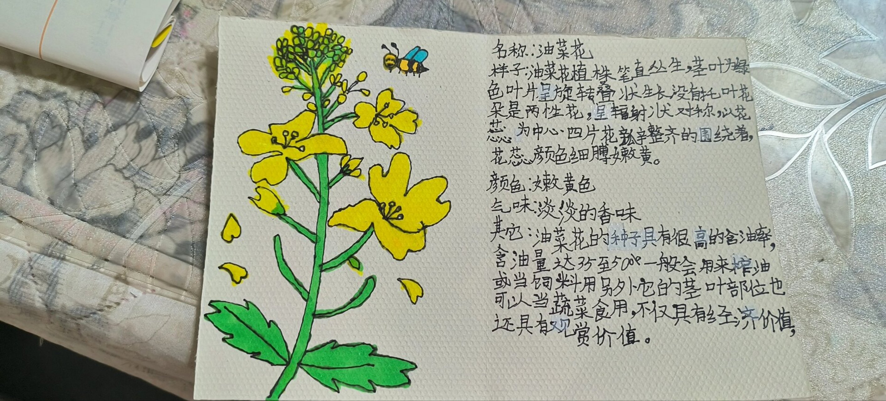 植物记录卡 三年级语文下册第一单元植物记录卡油菜花