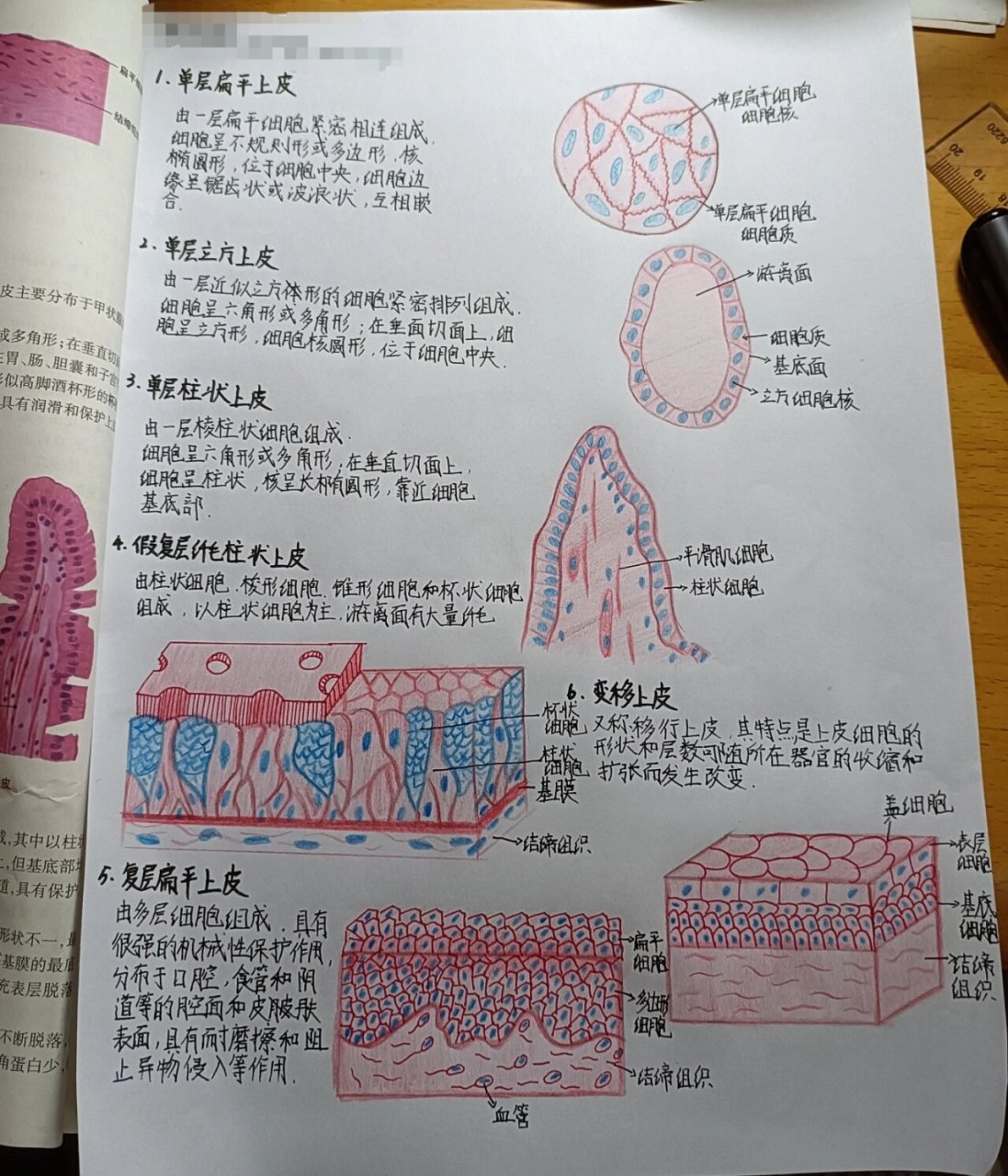 单层柱状上皮 4.假复层纤毛柱状上皮 5.复层扁平上皮 6.变移上皮