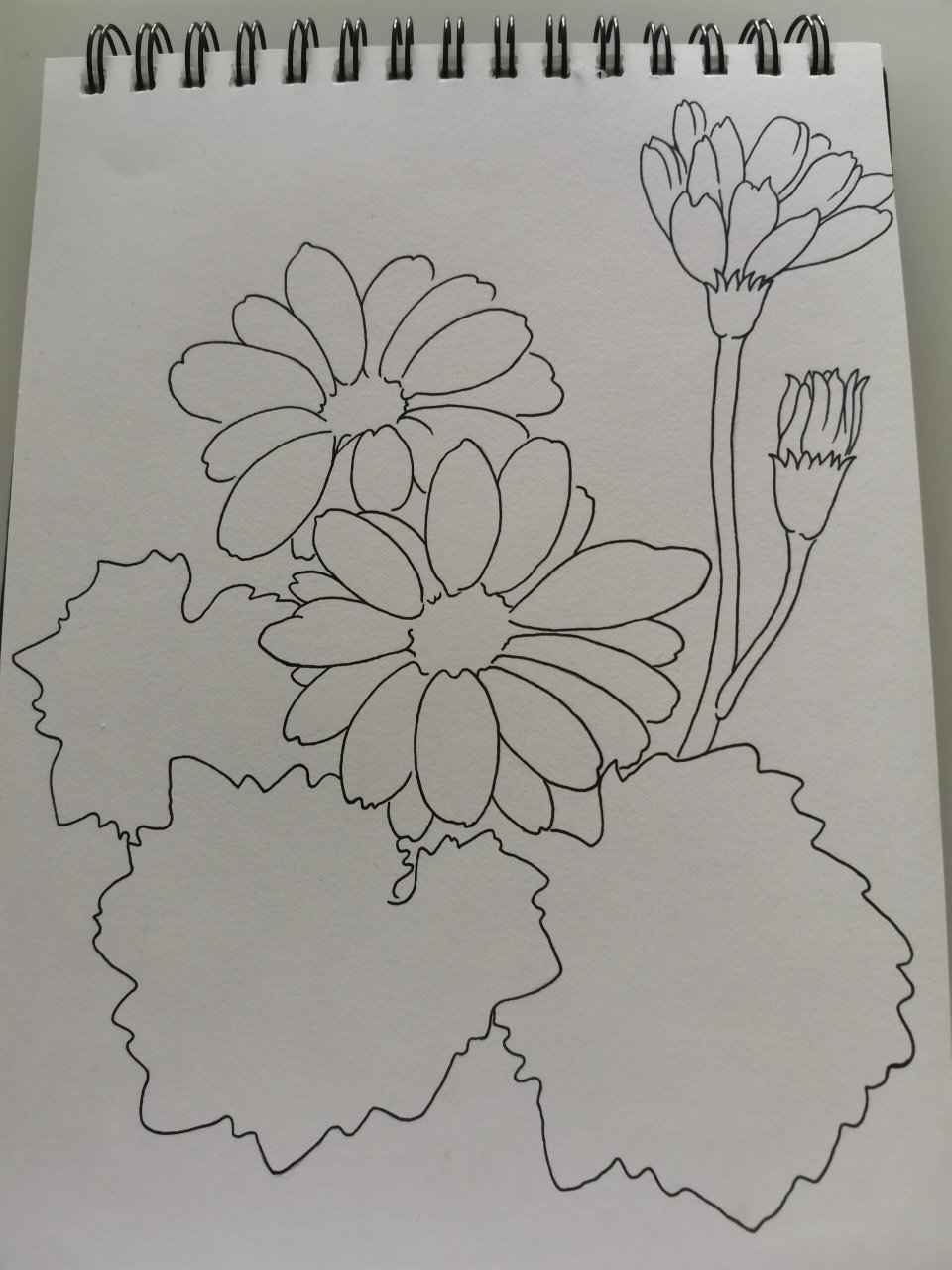 零基础学画画153～瓜叶菊(附步骤) 临摹《自在飞花》 	 图2:用铅笔定
