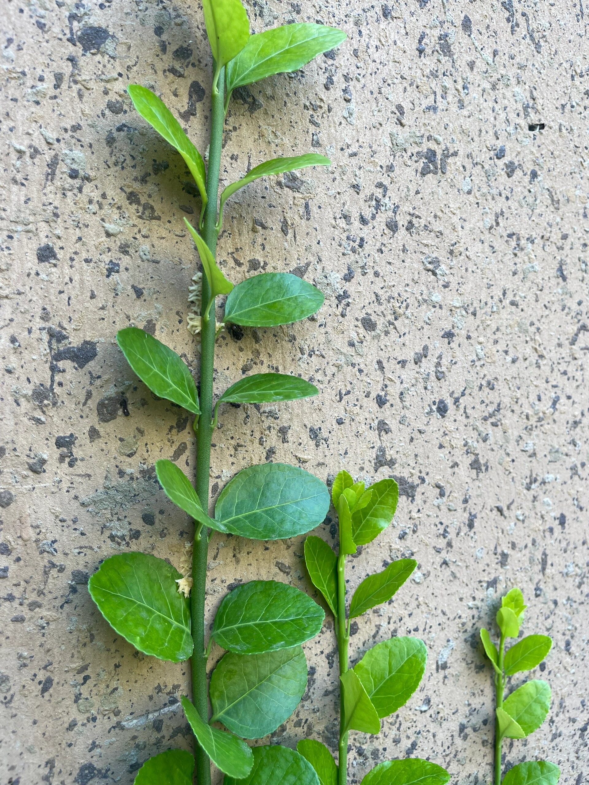 由于古代常用于治疗痛经,月经不调,所以名为扶芳藤.
