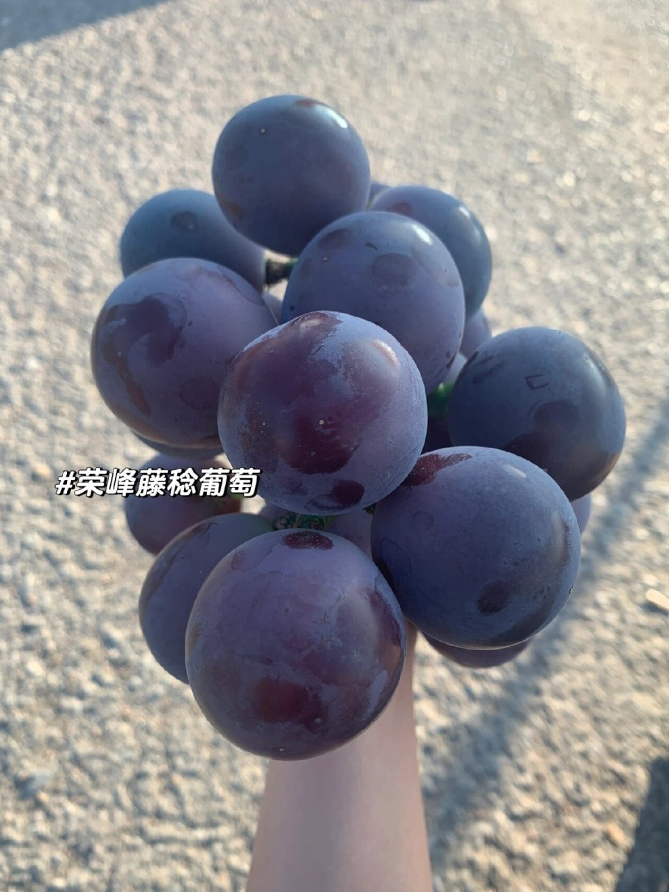 是乒乓葡萄!产地!999999 有人说藤稔是放大的